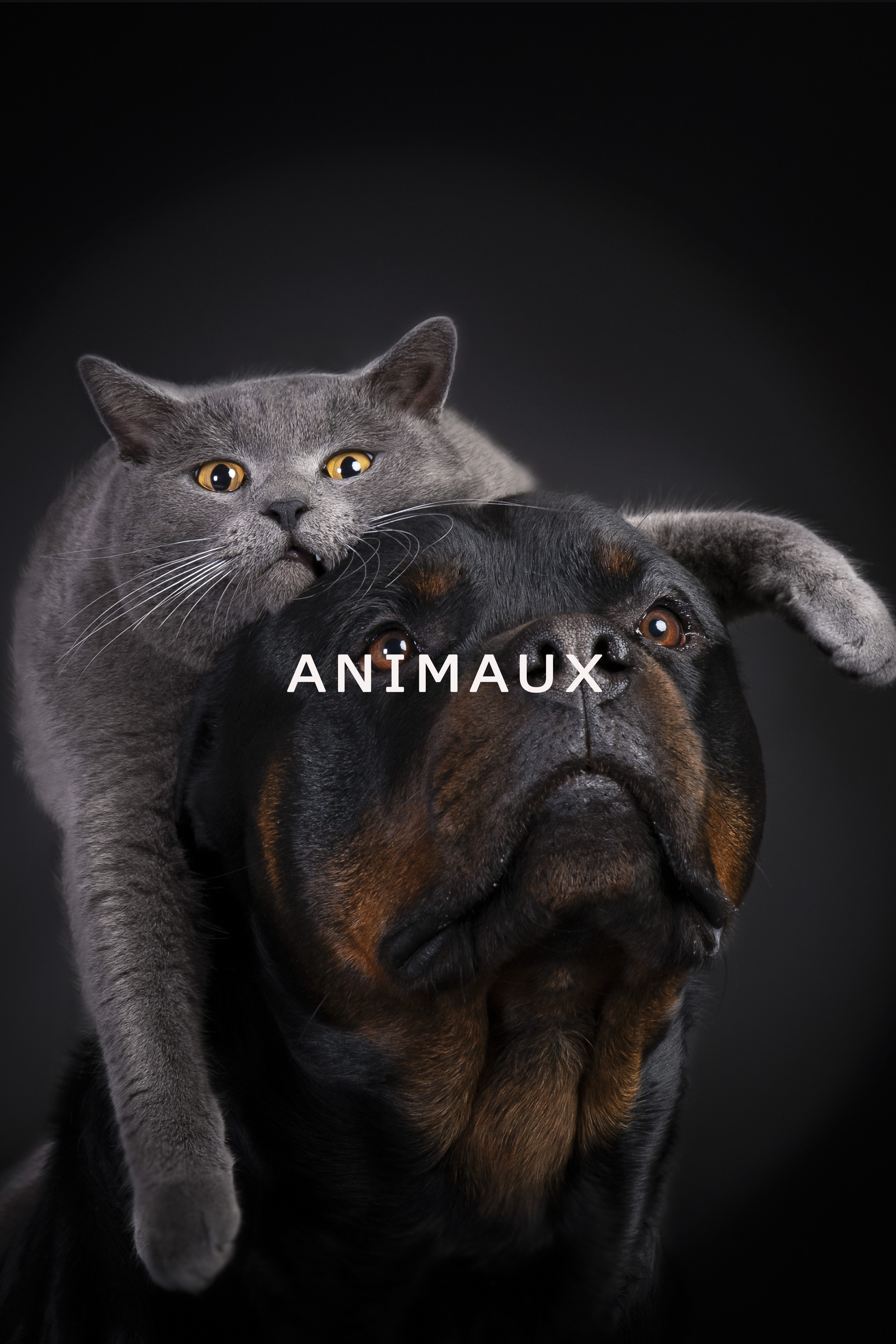 Portrait d’un chat et d’un chien- photographie animalière en studio Photographie animalière en studio d’un chat gris et d’un chien noir posant ensemble sur fond sombre, capturés par un photographe professionnel spécialisé dans les portraits d’animaux.